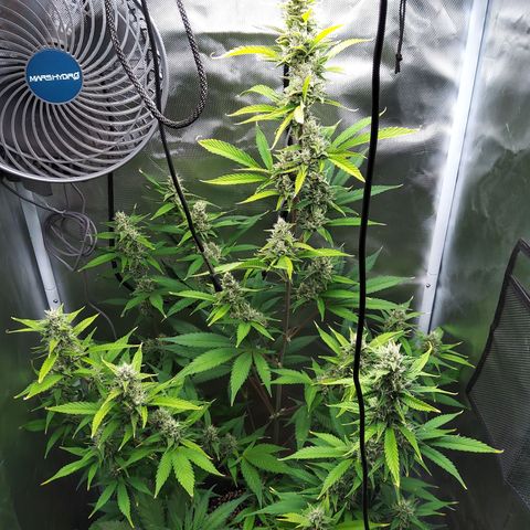 Gertrude growlog timeline photo