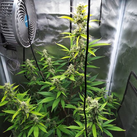 Gertrude growlog timeline photo