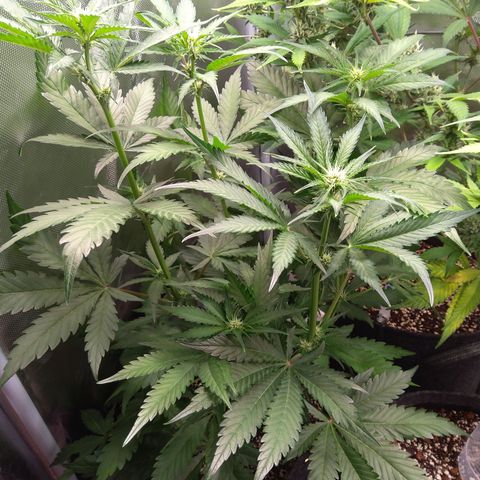 Patricia (Gorilla Punch Auto) growlog timeline photo