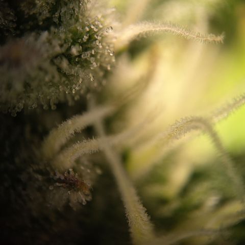 Gertrude growlog timeline photo