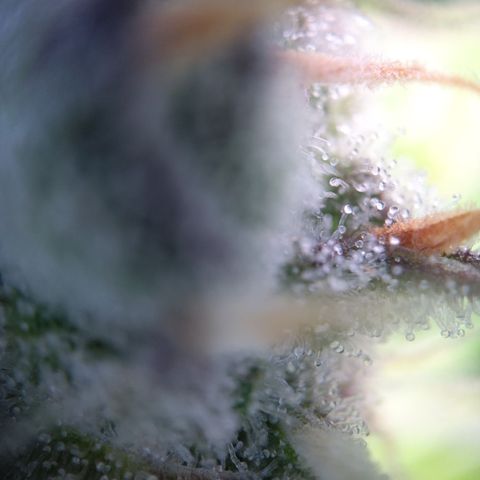 Gertrude growlog timeline photo