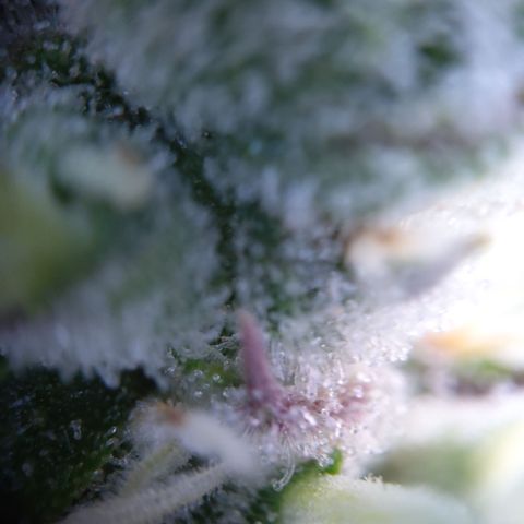 Gertrude growlog timeline photo
