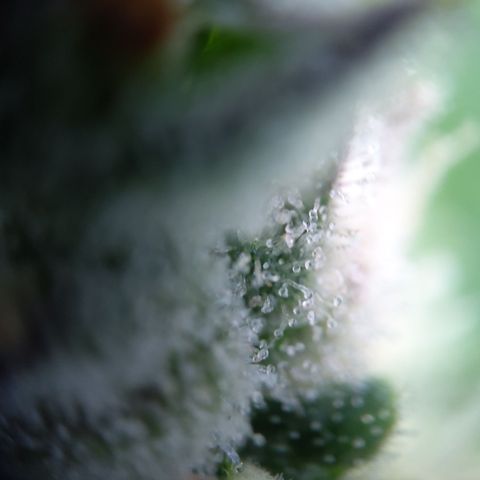 Gertrude growlog timeline photo