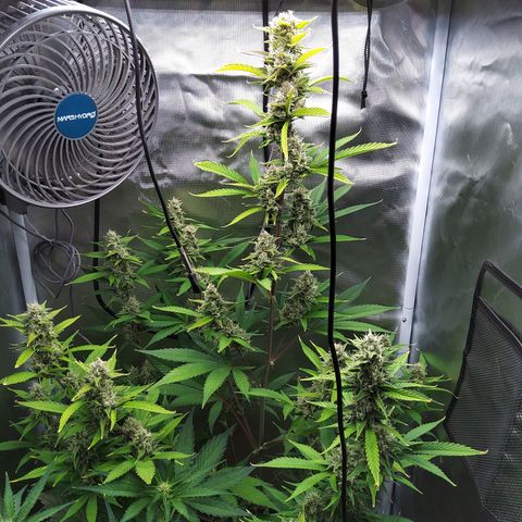 Gertrude growlog timeline photo