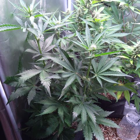Patricia (Gorilla Punch Auto) growlog timeline photo