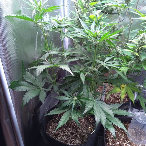 Patricia (Gorilla Punch Auto) growlog timeline photo