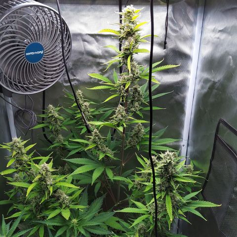 Gertrude growlog timeline photo