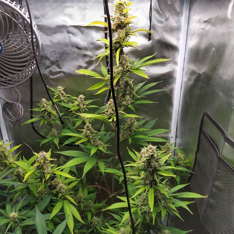 Gertrude growlog timeline photo
