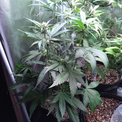 Patricia (Gorilla Punch Auto) growlog timeline photo