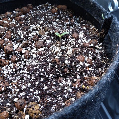 Olga (OG Kush Auto) growlog timeline photo