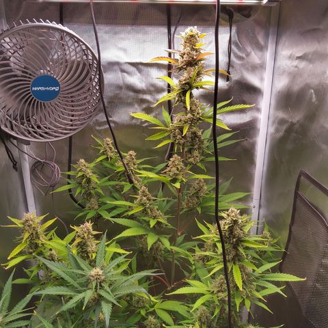 Gertrude growlog timeline photo