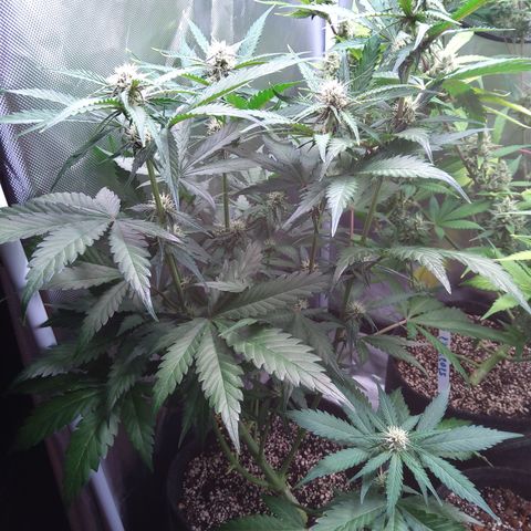 Patricia (Gorilla Punch Auto) growlog timeline photo