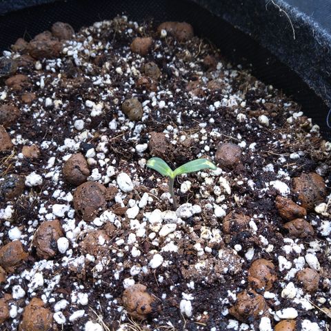 Olga (OG Kush Auto) growlog timeline photo