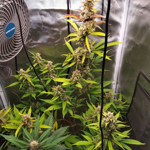 Gertrude growlog timeline photo