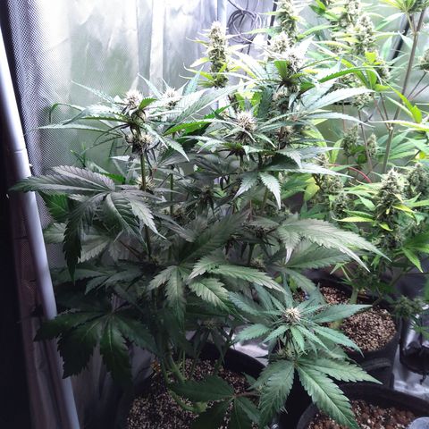 Patricia (Gorilla Punch Auto) growlog timeline photo
