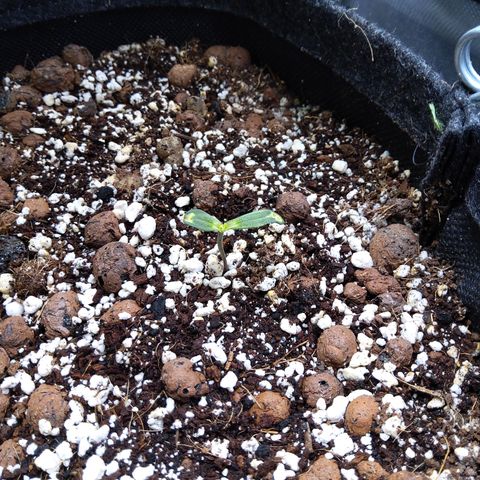 Olga (OG Kush Auto) growlog timeline photo