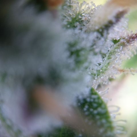 Gertrude growlog timeline photo
