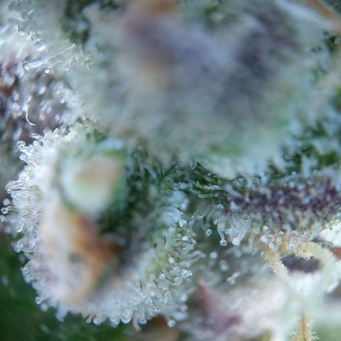 Gertrude growlog timeline photo