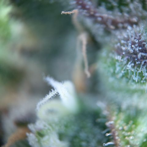 Gertrude growlog timeline photo