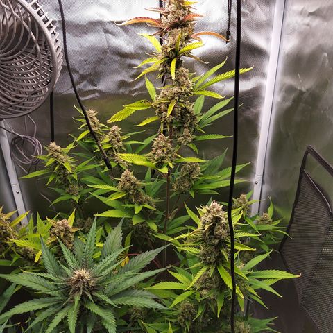 Gertrude growlog timeline photo