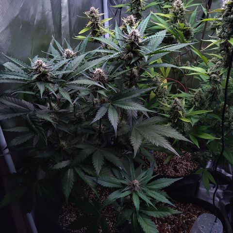 Patricia (Gorilla Punch Auto) growlog timeline photo