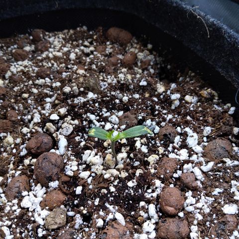 Olga (OG Kush Auto) growlog timeline photo