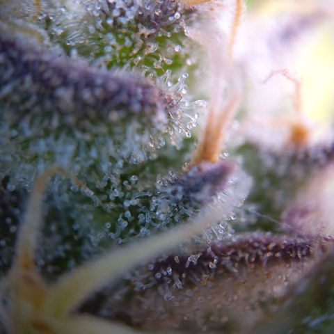 Gertrude growlog timeline photo