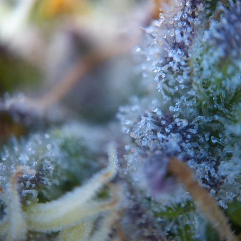 Gertrude growlog timeline photo