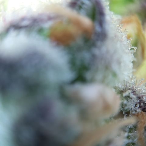 Gertrude growlog timeline photo