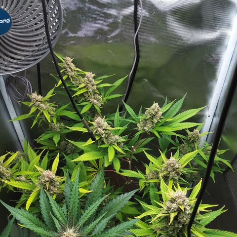 Gertrude growlog timeline photo