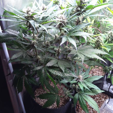 Patricia (Gorilla Punch Auto) growlog timeline photo