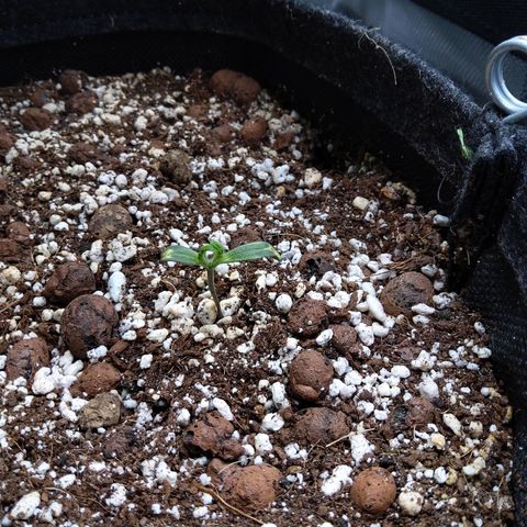 Olga (OG Kush Auto) growlog timeline photo
