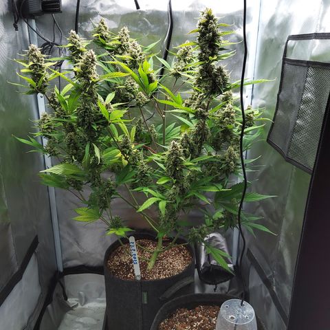 Gertrude growlog timeline photo