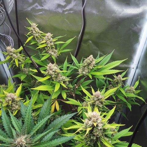 Gertrude growlog timeline photo