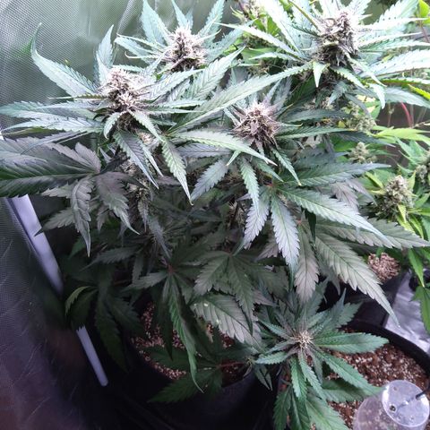 Patricia (Gorilla Punch Auto) growlog timeline photo