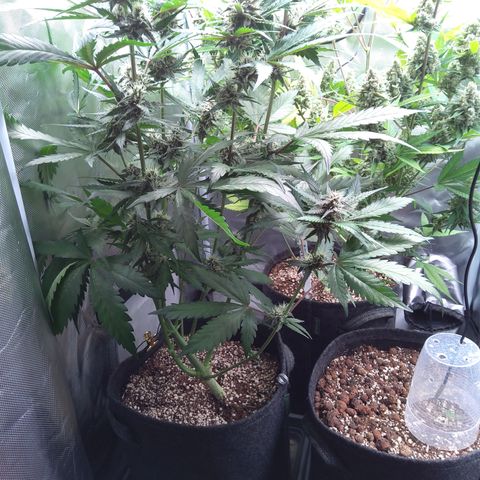 Patricia (Gorilla Punch Auto) growlog timeline photo
