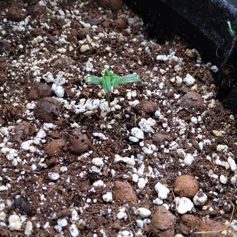 Olga (OG Kush Auto) growlog timeline photo