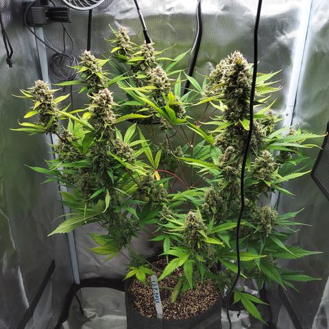 Gertrude growlog timeline photo