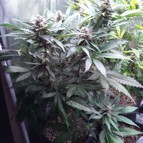 Patricia (Gorilla Punch Auto) growlog timeline photo