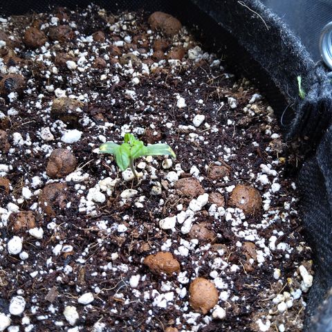 Olga (OG Kush Auto) growlog timeline photo