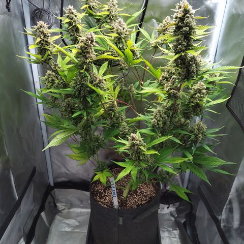 Gertrude growlog timeline photo