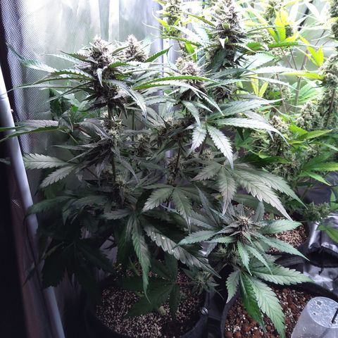 Patricia (Gorilla Punch Auto) growlog timeline photo