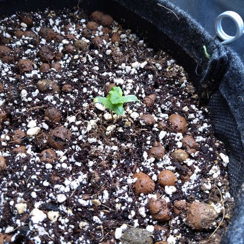 Olga (OG Kush Auto) growlog timeline photo