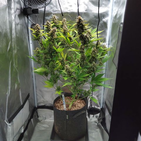 Gertrude growlog timeline photo