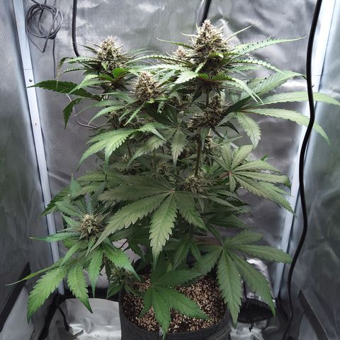 Patricia (Gorilla Punch Auto) growlog timeline photo
