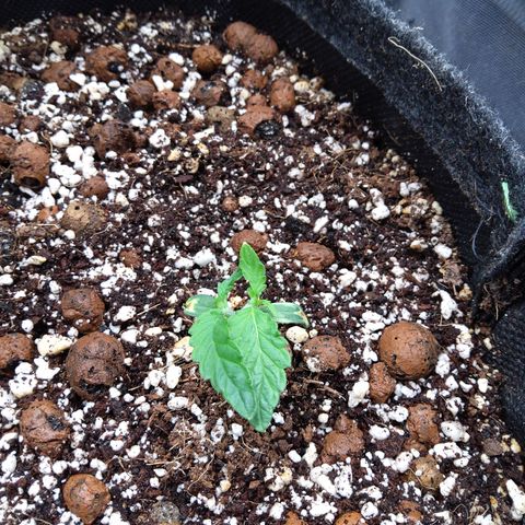 Olga (OG Kush Auto) growlog timeline photo