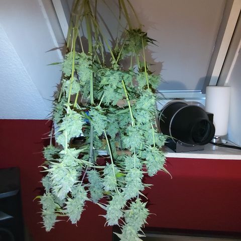 Gertrude growlog timeline photo