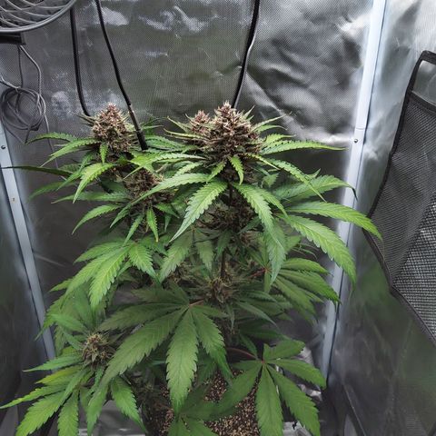 Patricia (Gorilla Punch Auto) growlog timeline photo