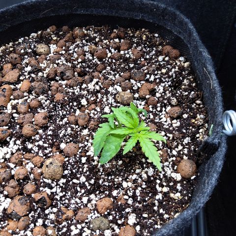 Olga (OG Kush Auto) growlog timeline photo