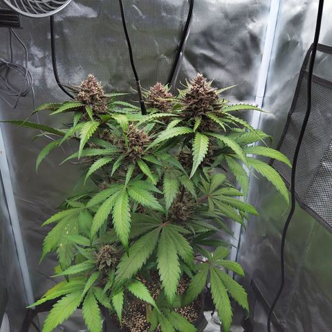 Patricia (Gorilla Punch Auto) growlog timeline photo